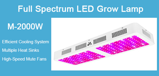 Marketing Small First